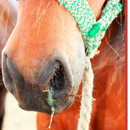 Lærdómurinn af faraldri smitandi hósta í hrossum