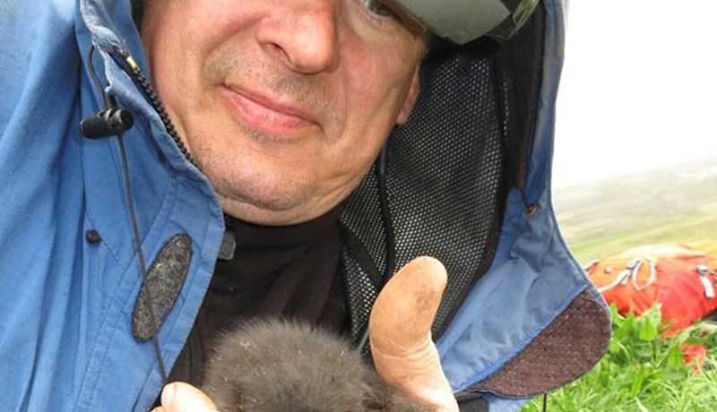 Staða lundastofnsins fer batnandi