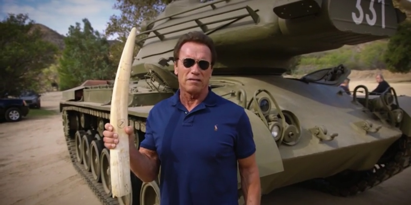 Schwarzenegger sprengir fílatönn í loft upp