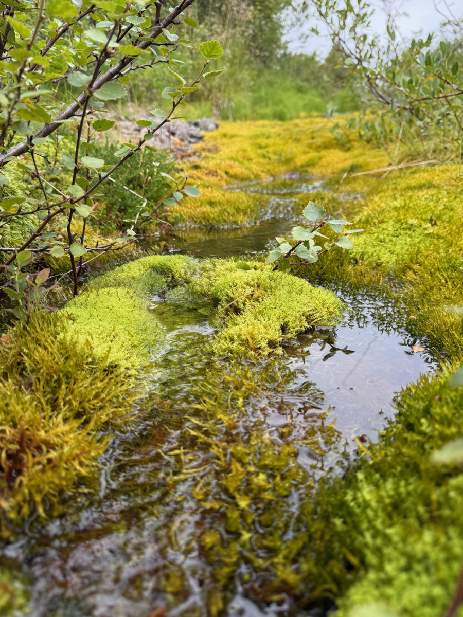 Árósasamningurinn veitir almenningi aðkomu að málsmeðferð og stjórn umhverfismála.