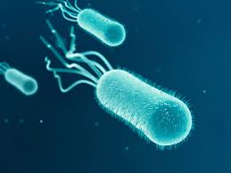 Fleiri einstaklingar greinast með sýkingu af völdum E. coli bakteríu