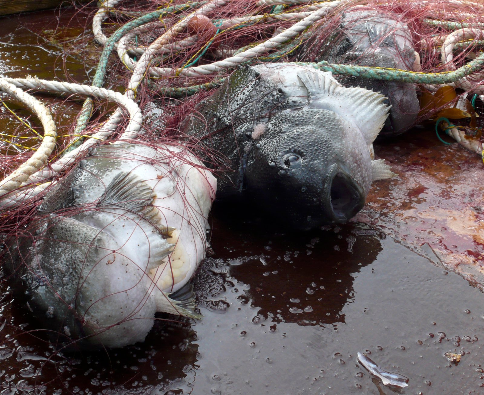 Fyrsta grásleppa ársins