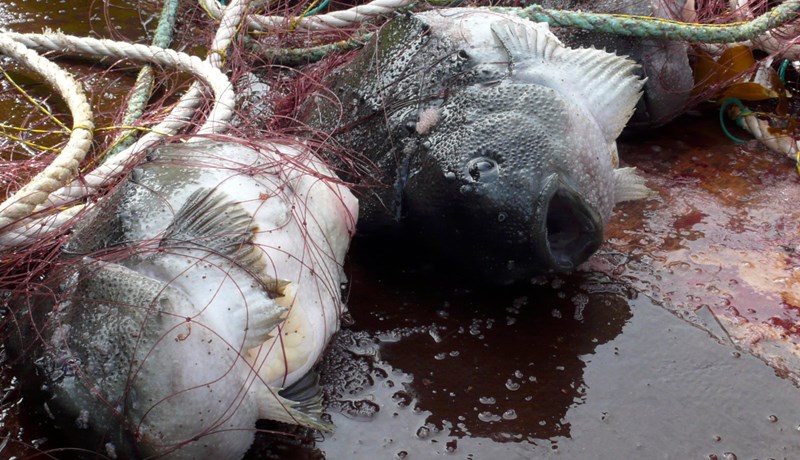 Fyrsta grásleppa ársins