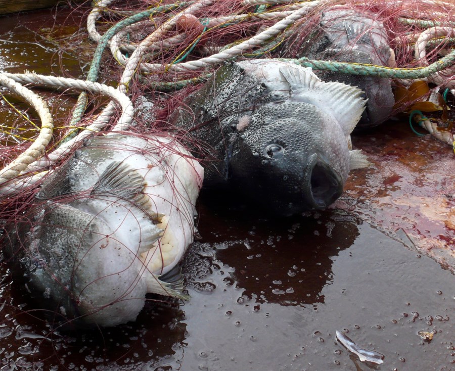 Fyrsta grásleppa ársins