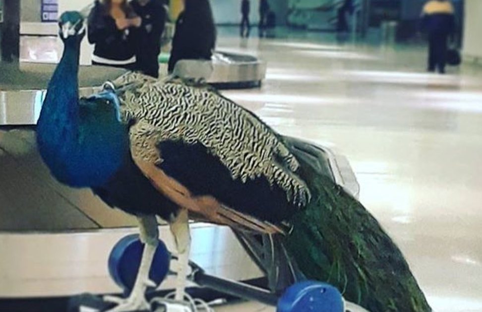 Páfuglinn Dexter fékk ekki að fara um borð