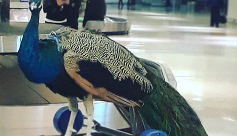 Páfuglinn Dexter fékk ekki að fara um borð