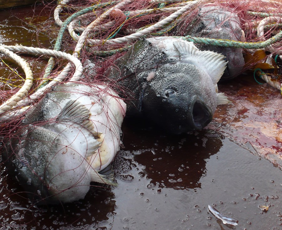 Lagt er til í frumvarpi sjávarútvegs­ráðherra að grásleppuveiðar verði kvótasettar.Mynd / VH.