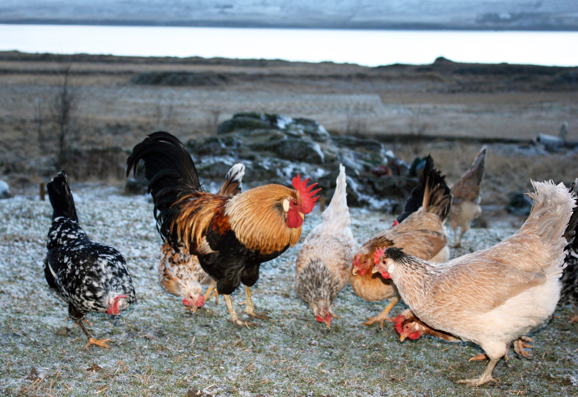 Fyrsta húsdýrið á Norðurlöndum sem fær að bera rauða snigilinn