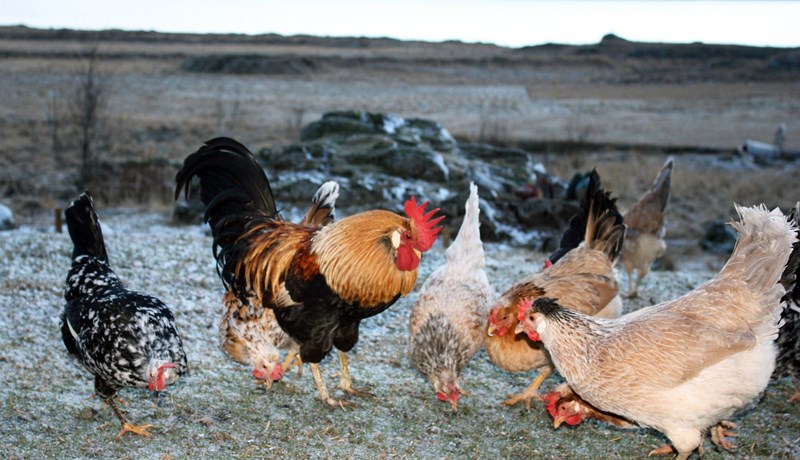 Fyrsta húsdýrið á Norðurlöndum sem fær að bera rauða snigilinn