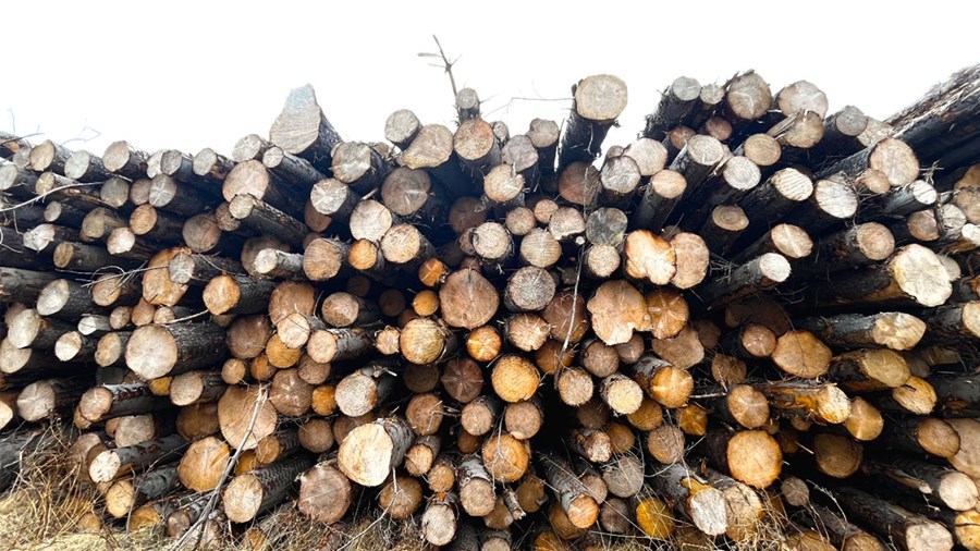 Íslenskt timbur dregið í dilka