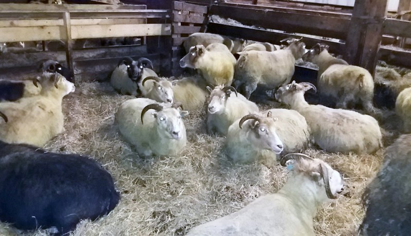 Sauðfjárbændur benda á lausnir