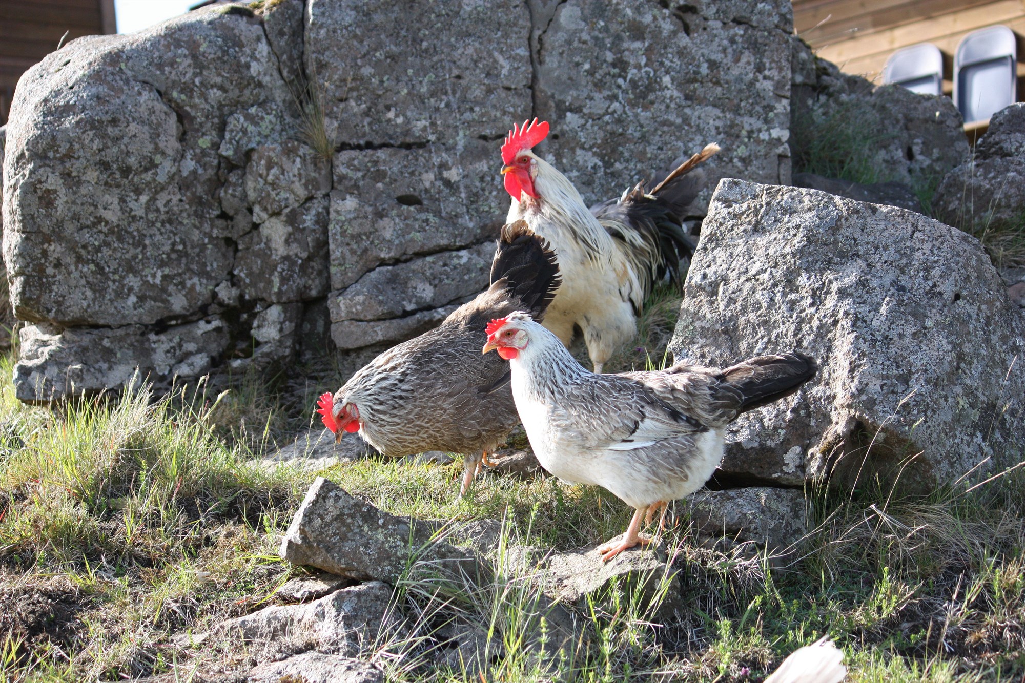 Mast eykur viðbúnaðarstig vegna fuglaflensu