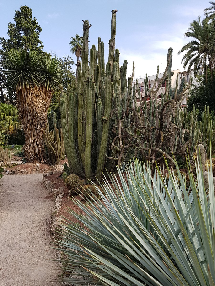 Kaktusar og pálmar