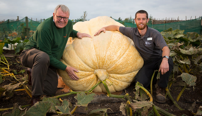 Risagrasker vegur 605 kíló