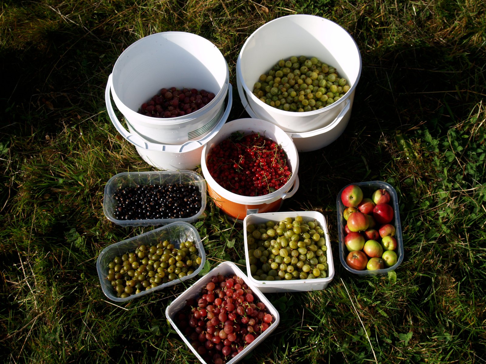 Aldingarðurinn í Kristnesi