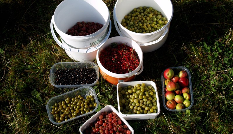 Aldingarðurinn í Kristnesi