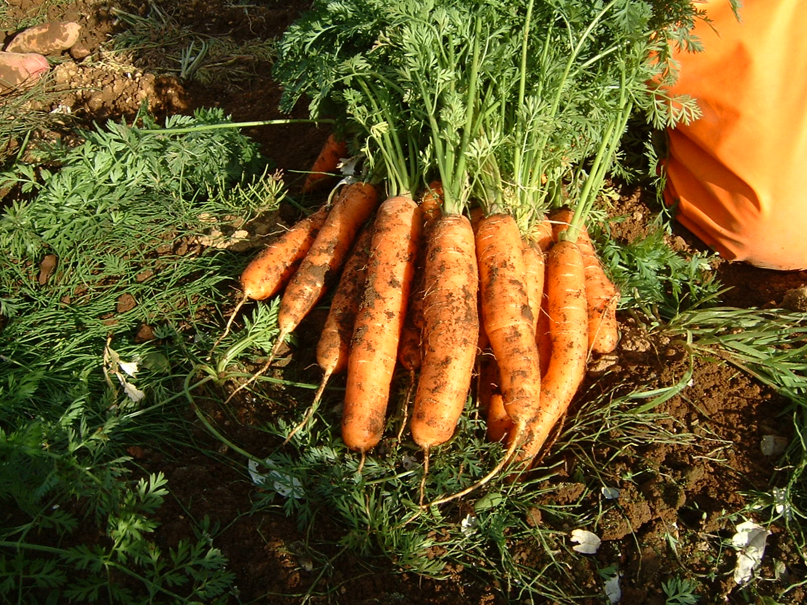Stjórntæki fyrir framleiðendur