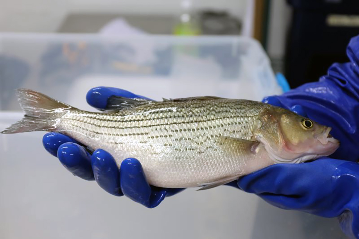 Ræktað á hæðina og fiskimykja nýtt sem næringarefni