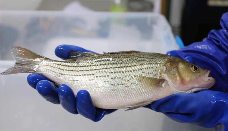 Ræktað á hæðina og fiskimykja nýtt sem næringarefni