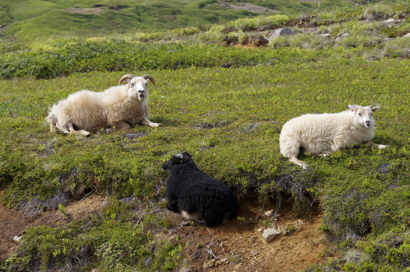 Sauðkindin og mannkindin