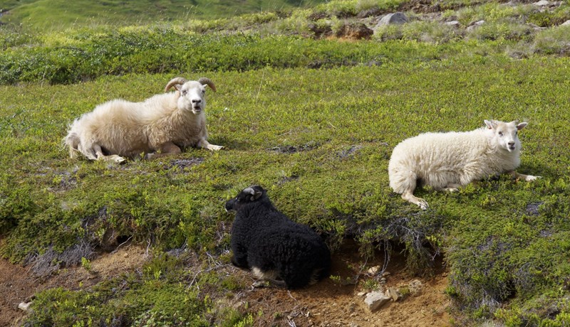 Sauðkindin og mannkindin