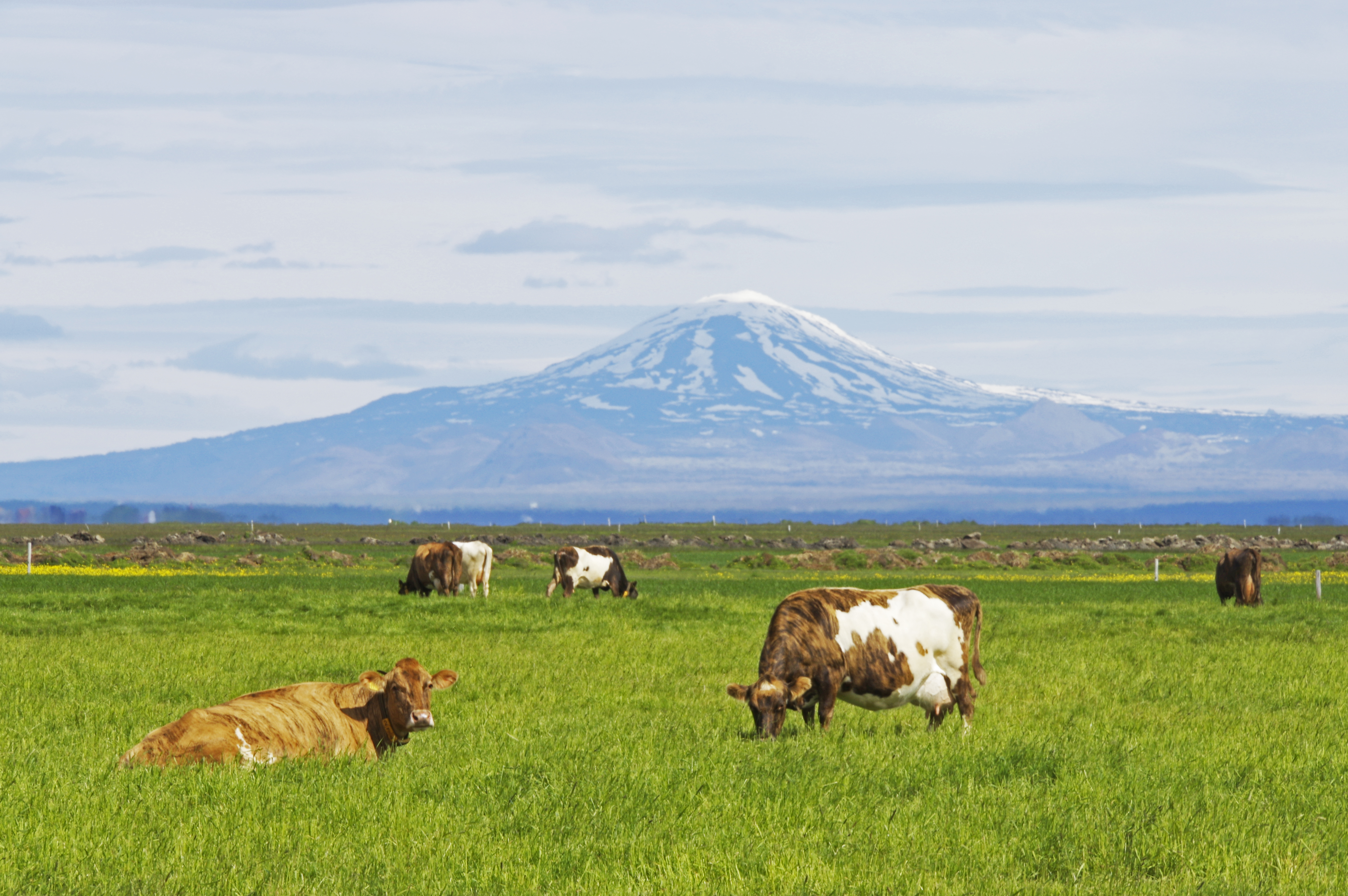 Svo uppsker sá sem sáir