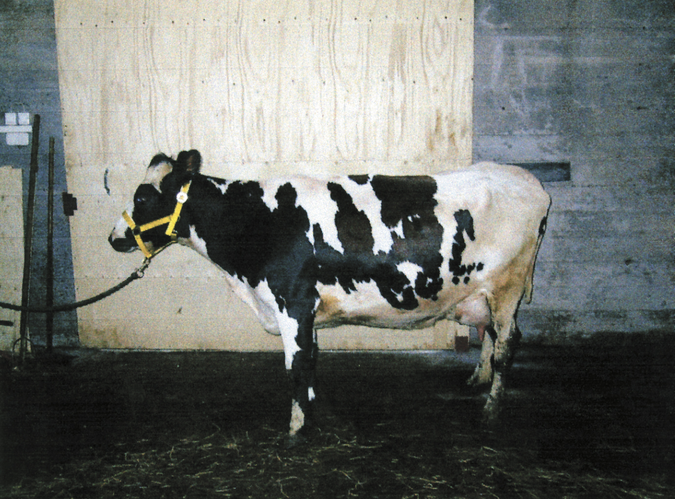 Nokkrar tölur úr skýrsluhaldi nautgriparæktarinnar 2015