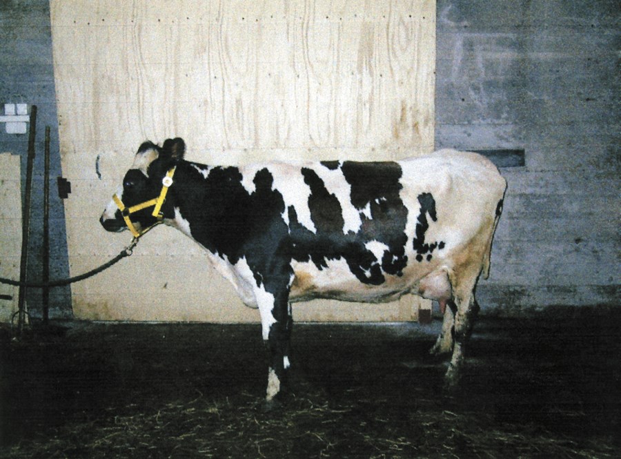 Nokkrar tölur úr skýrsluhaldi nautgriparæktarinnar 2015