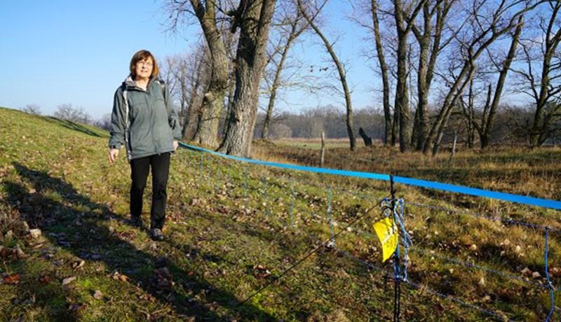 Tíu ný tilfelli veirusmitaðra villisvína hafa komið upp í vesturhluta Póllands
