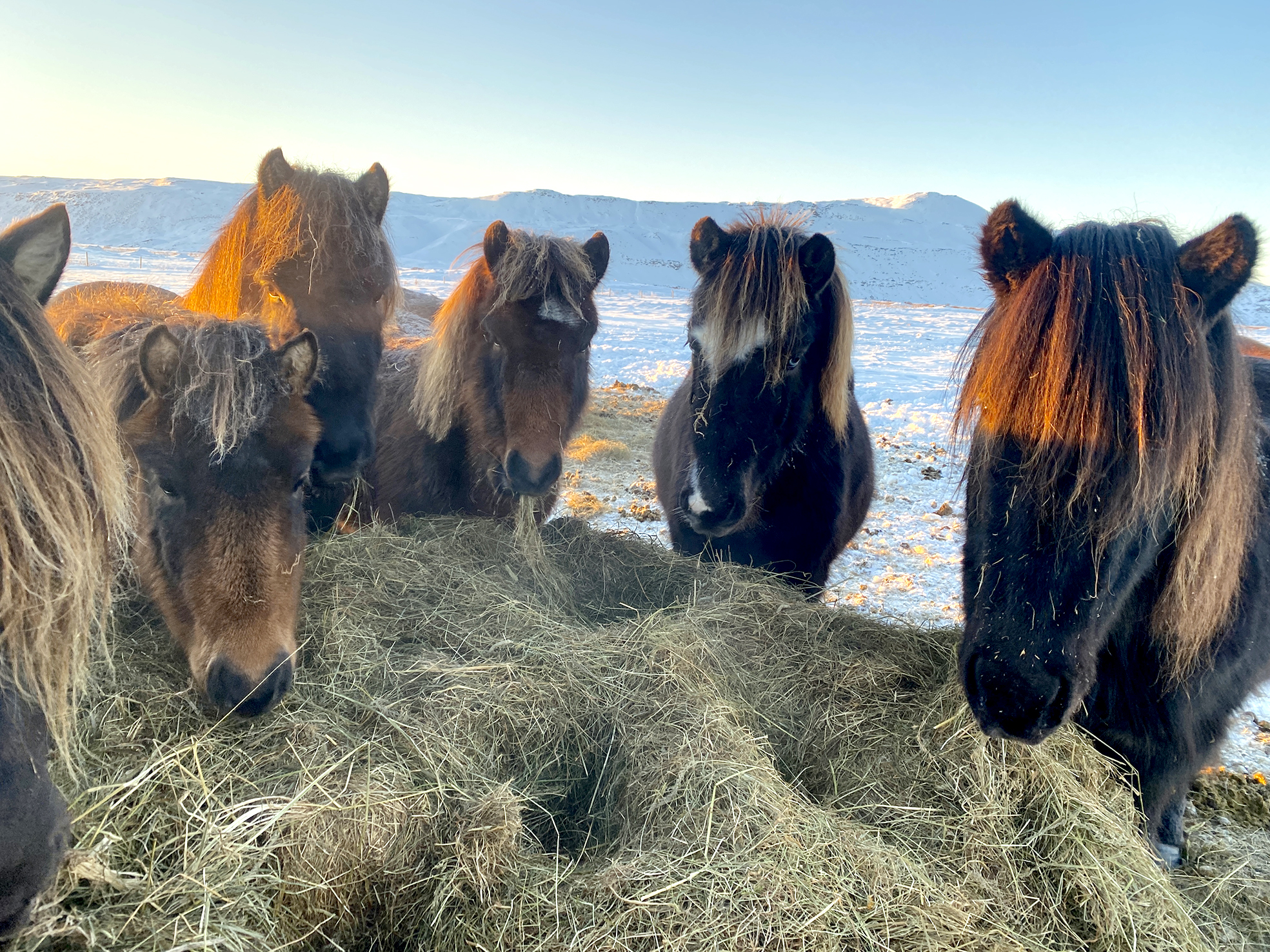 Ráðlagt að gefa ormalyf í munn