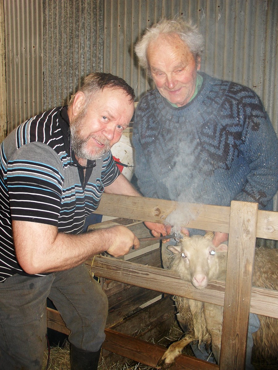 Hér eru Guðmundur Ingvarsson í Akurgerði og Páll að brennimerkja eina kindina í fyrra sem hafði verið á útigangi í tvö ár.