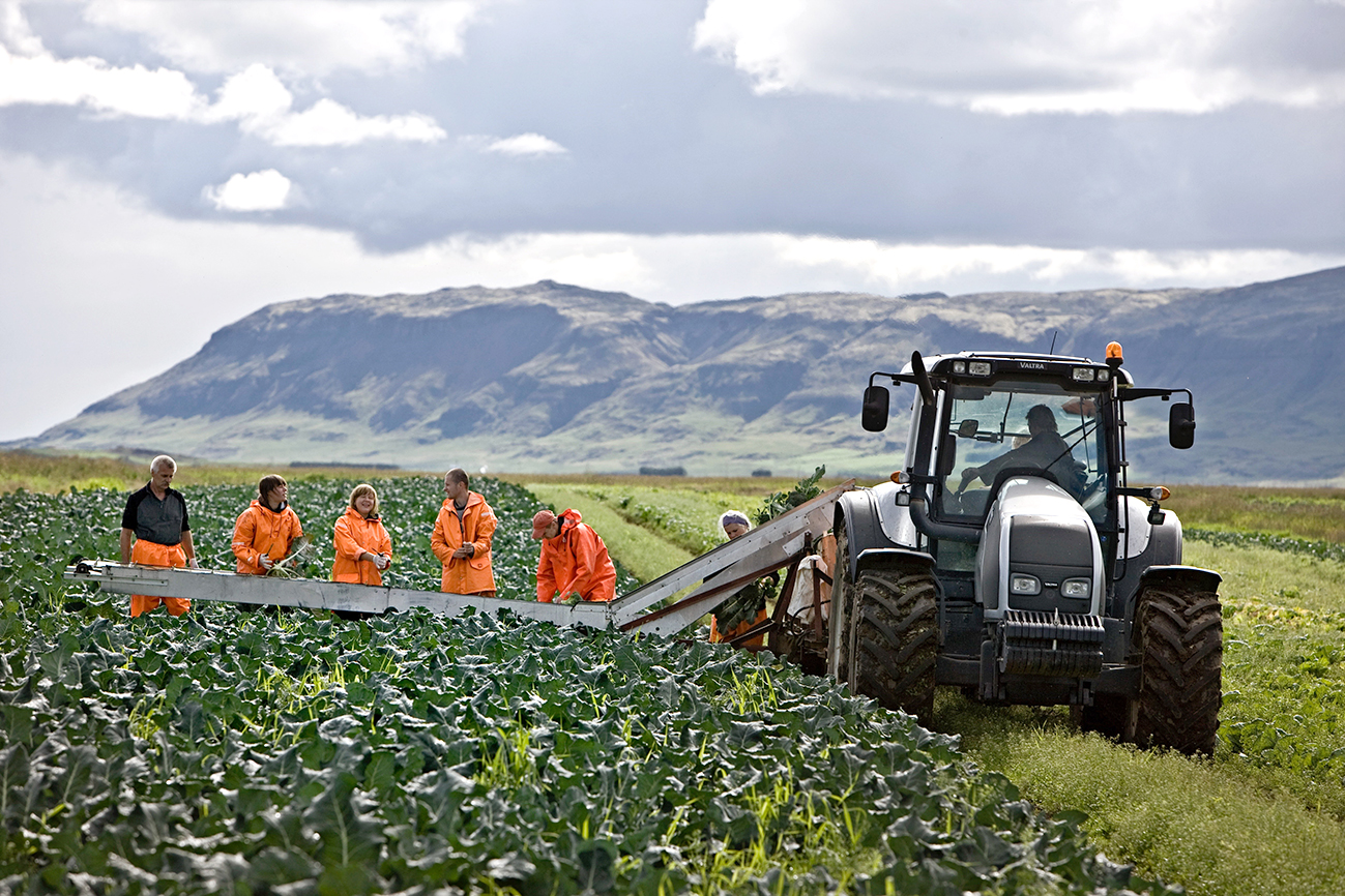 Garðyrkjubændur í áfalli