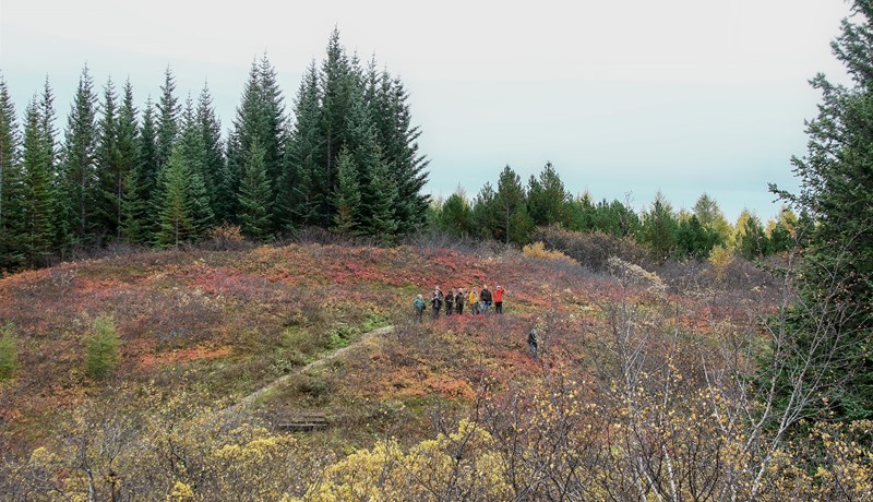 Staðlar og gæðaviðmið í skógrækt og landgræðslu