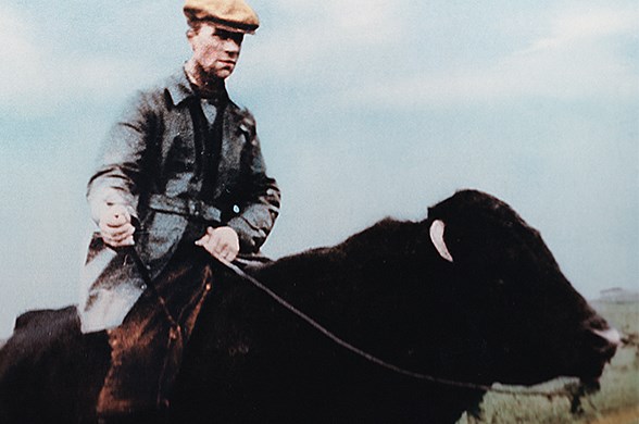 Gísli Matthías Sigurðsson á nautinu sínu Geysi árið 1937.  Mynd / Helga Sigurðardóttir systir Gísla.