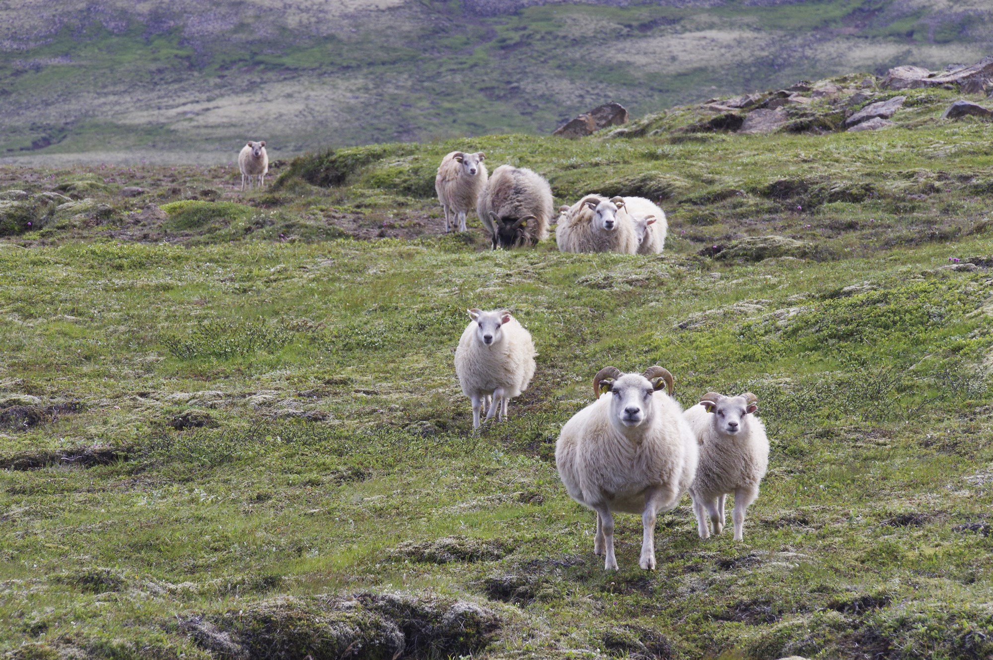 Hörð gagnrýni á reglugerðardrög umhverfis- og auðlindaráðuneytis