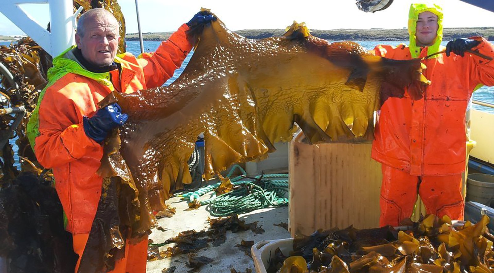 Getur dregið úr metangasmyndun og líka sparað fóðurgjöf