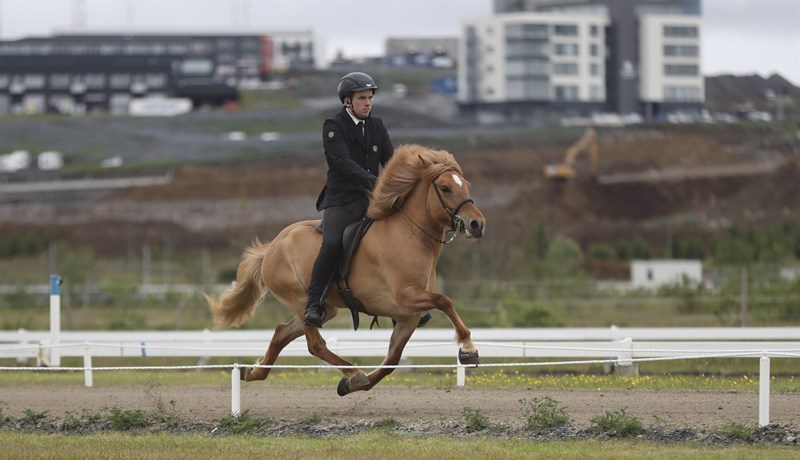 Sýningarárið 2024 - fyrri hluti