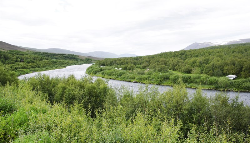 Skýrt verði hver er handhafi kolefnisbindingar skóga í samningum bænda við Skógræktina