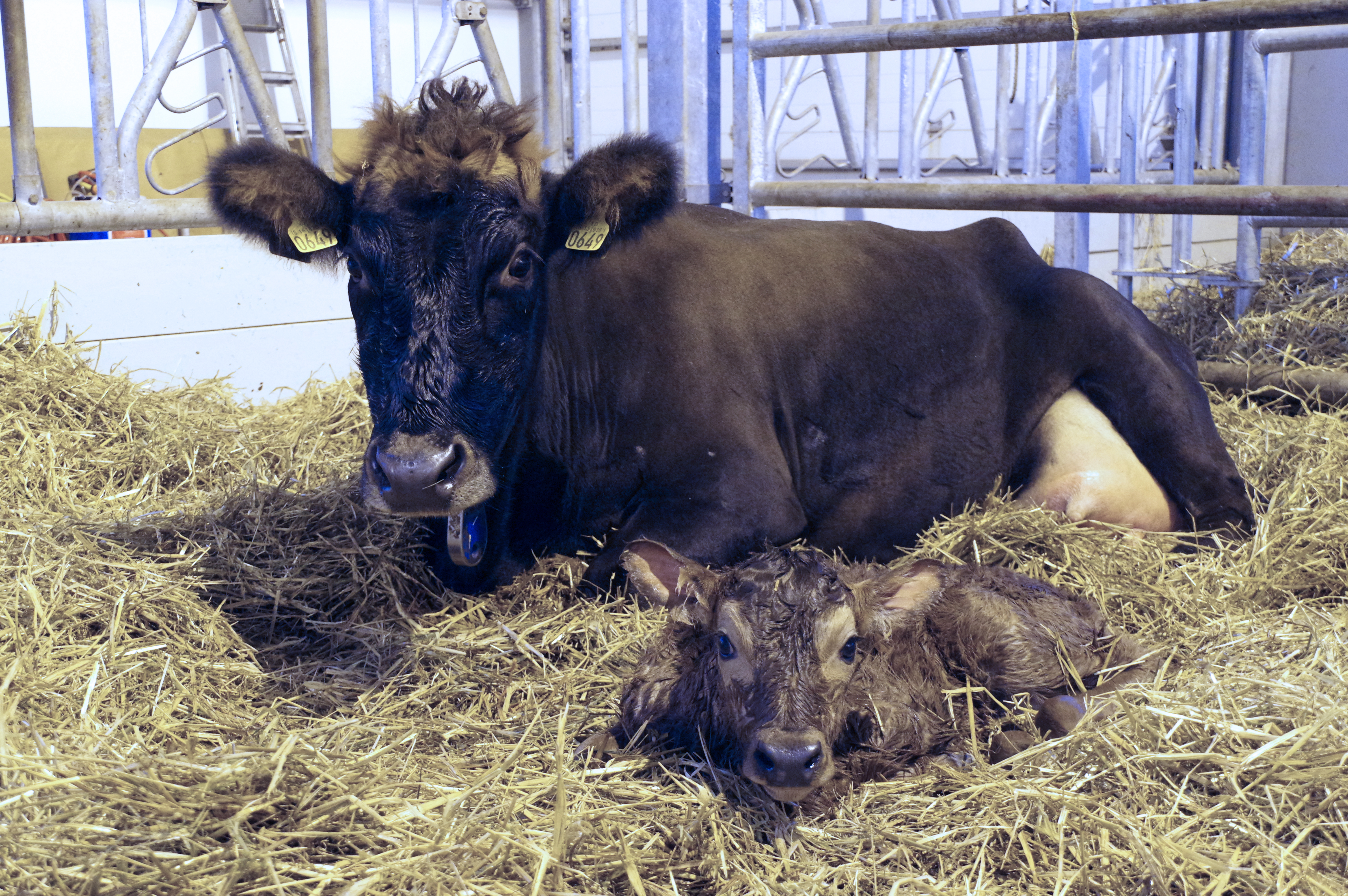Fyrstu 8 vikurnar ráða miklu um örlög kýrinnar