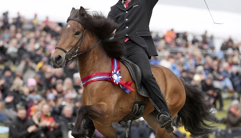 Hæst dæmdu hross ársins