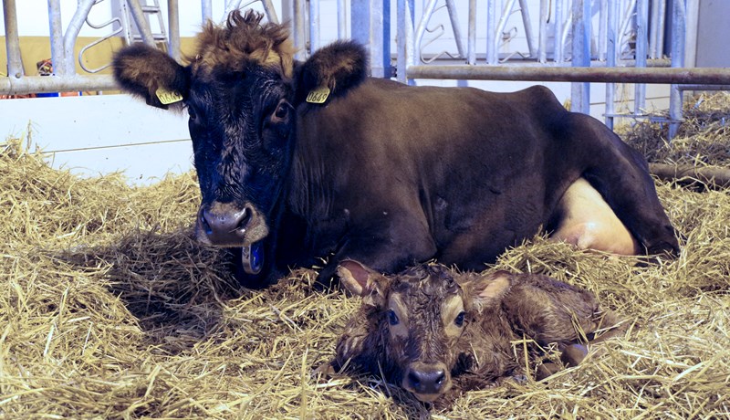 Geldstaðan er upphaf mjaltaskeiðsins