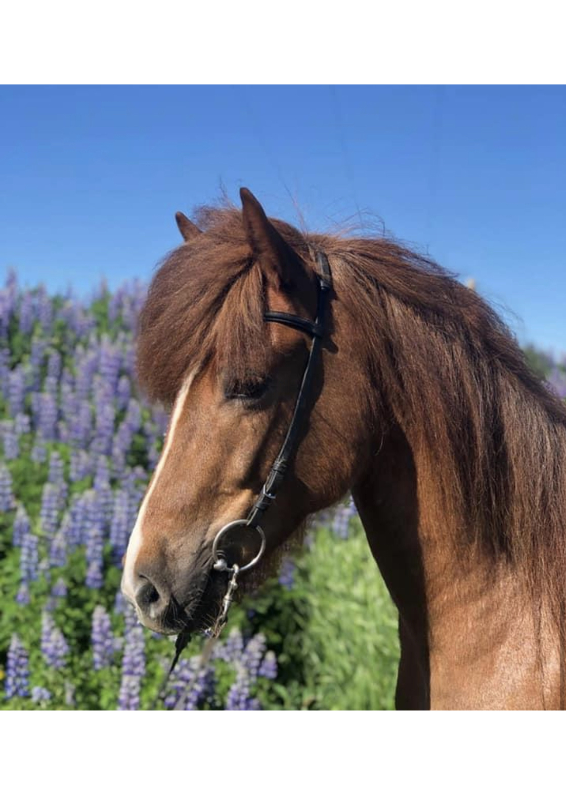 D&#230;md snoppufr&#237;&#240;asti &#237;slenski hestur &#237; heimi