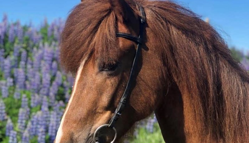 Dæmd snoppufríðasti íslenski hestur í heimi