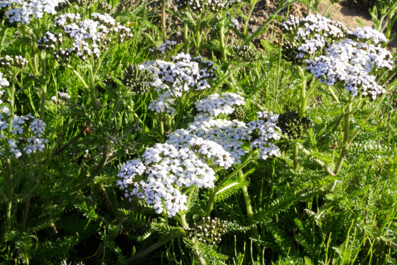 Vallhumall – vænn og grænn