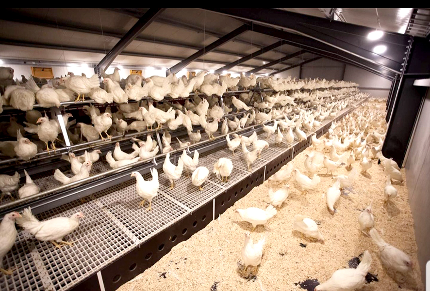 Búrhænsnabúskap lokið