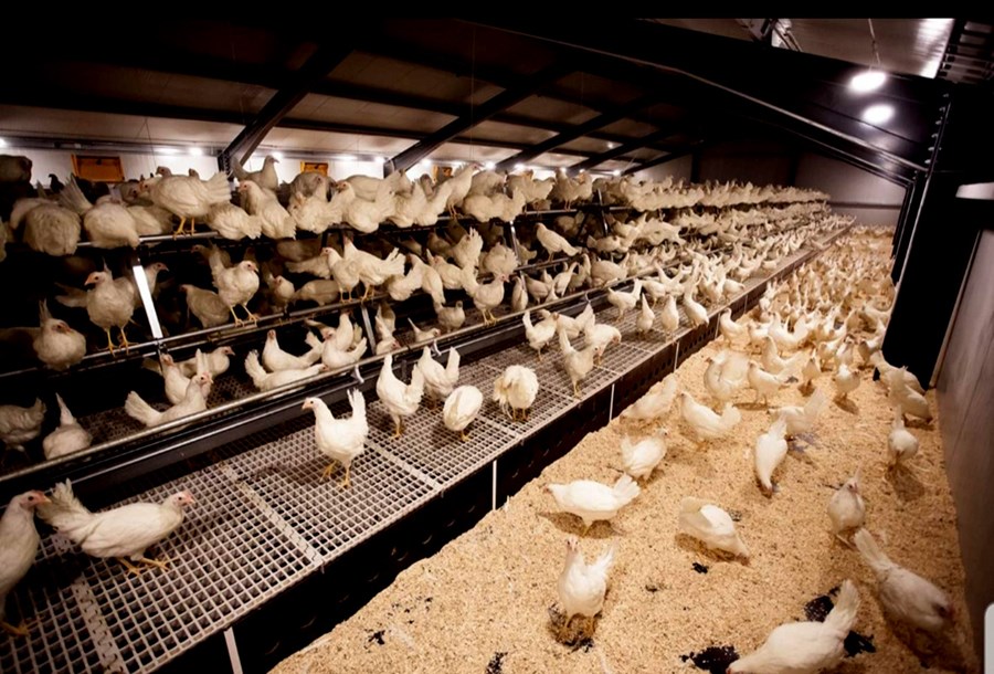 Ættarjörð Halldóru var landlítil, því var ákveðið að skjóta fleiri stoðum undir búreksturinn og varð eggjaframleiðsla fyrir valinu.