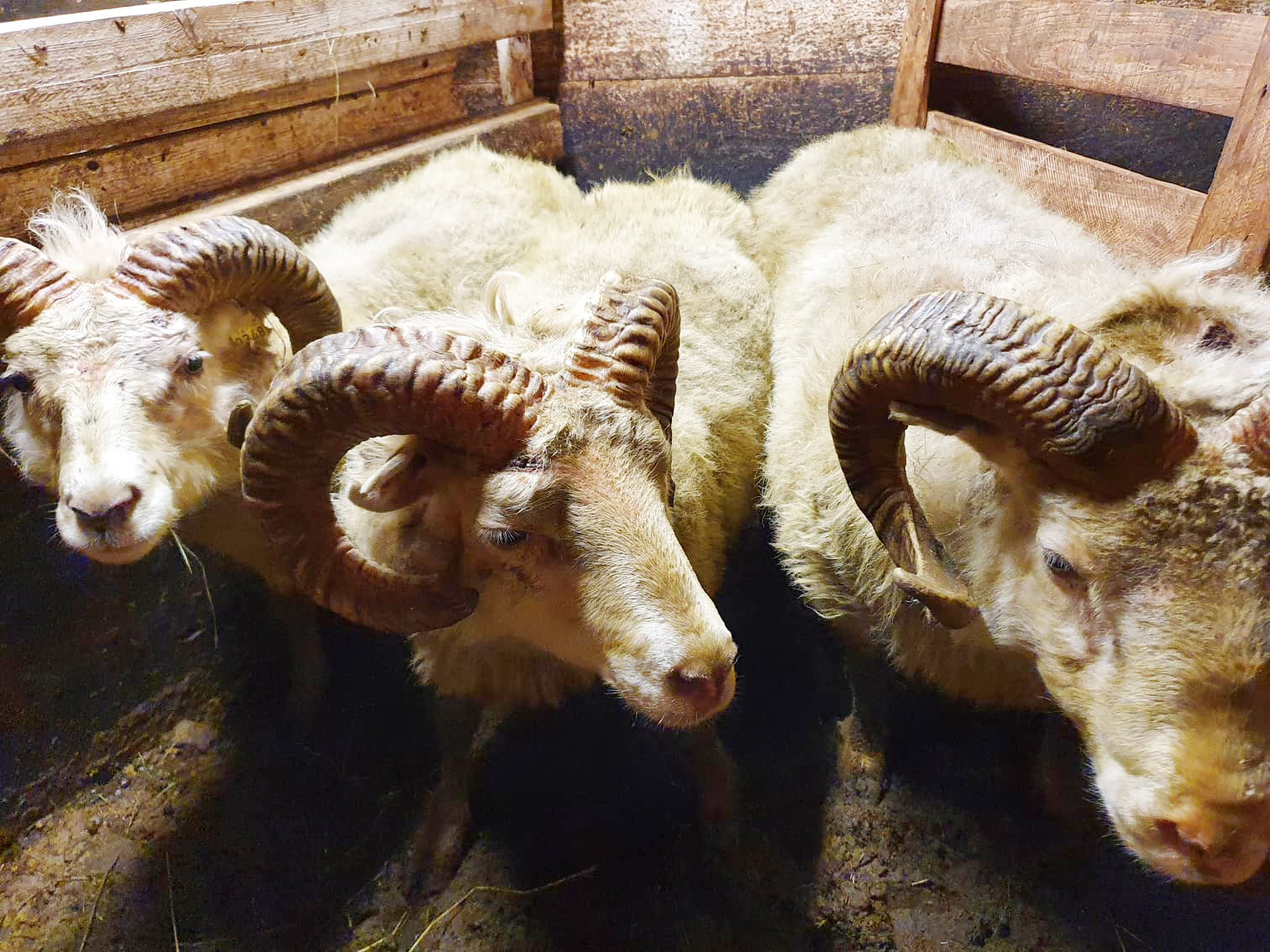 Íslenskir bændur og alþjóðlegir vísindamenn vinna saman