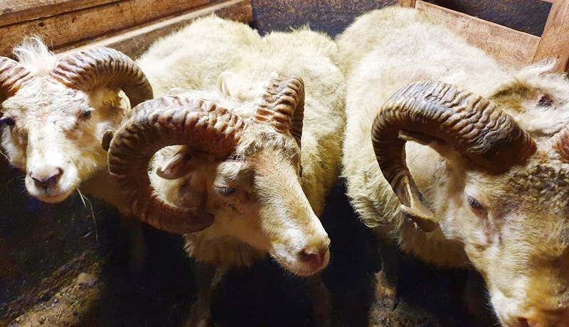 Íslenskir bændur og alþjóðlegir vísindamenn vinna saman