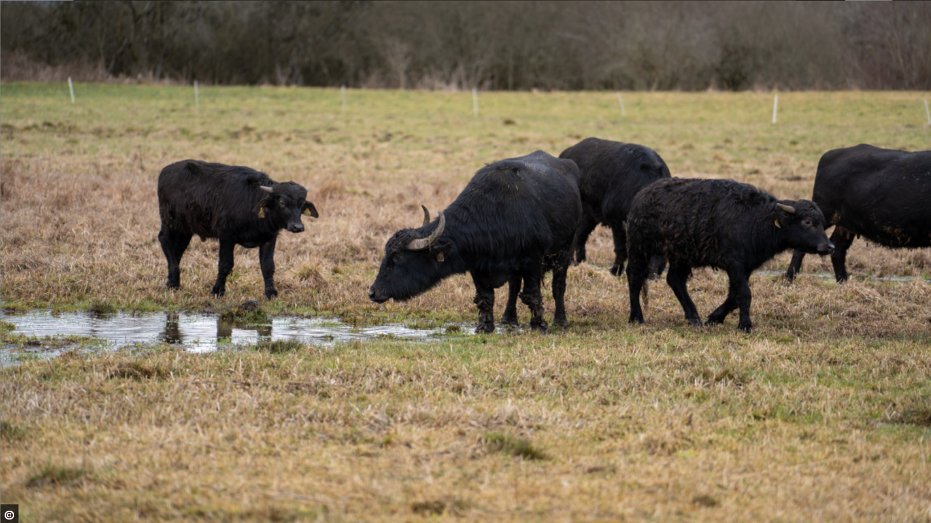 Reynt að koma í veg fyrir frekara smit.