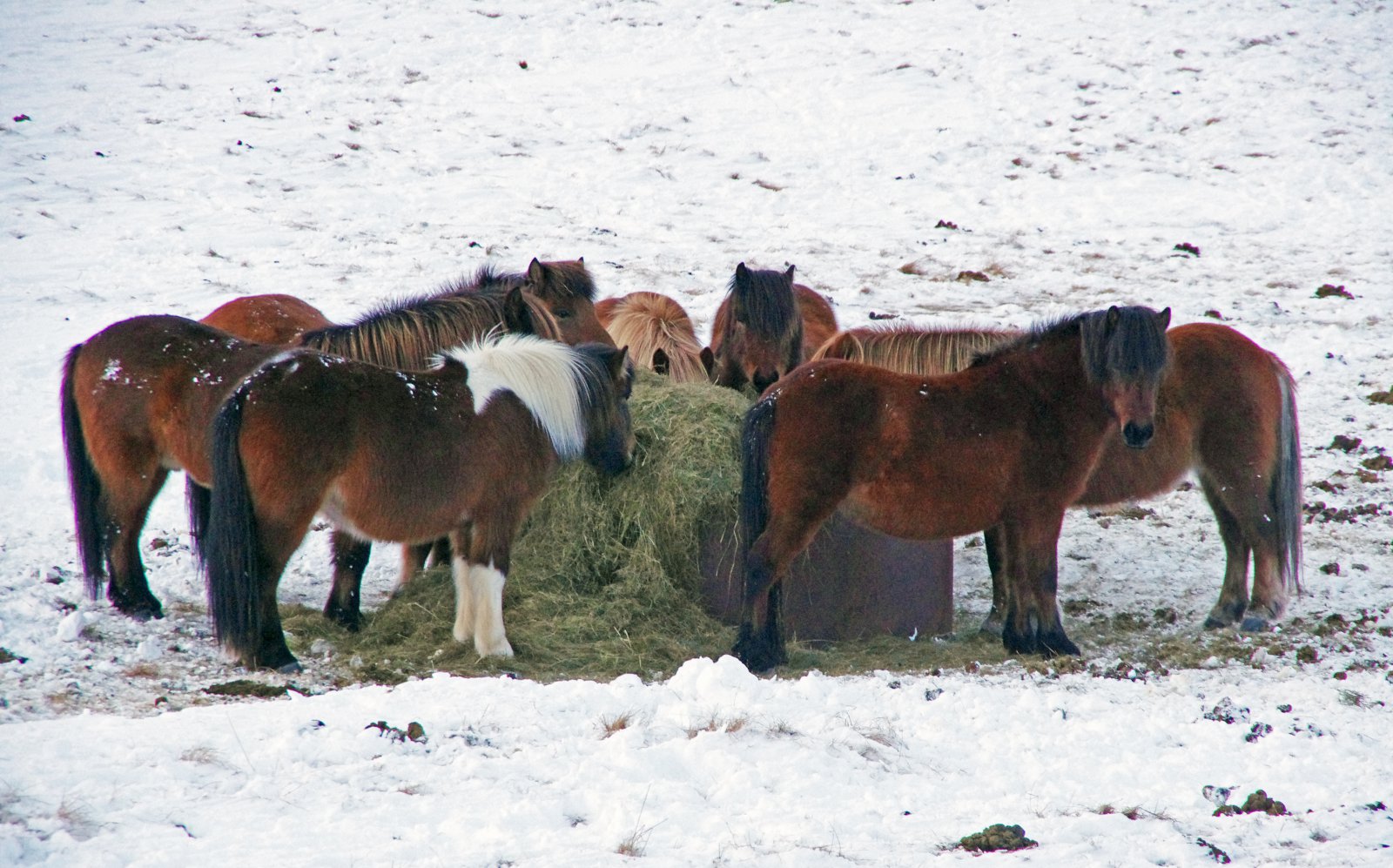 Undirbúa stofnfund félags um blóðtöku úr fylfullum hryssum fyrir lyfjaiðnaðinn